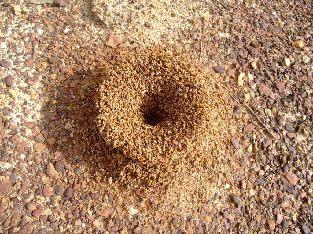 Containing the colonies Keeping ants out of your pavers and outdoor