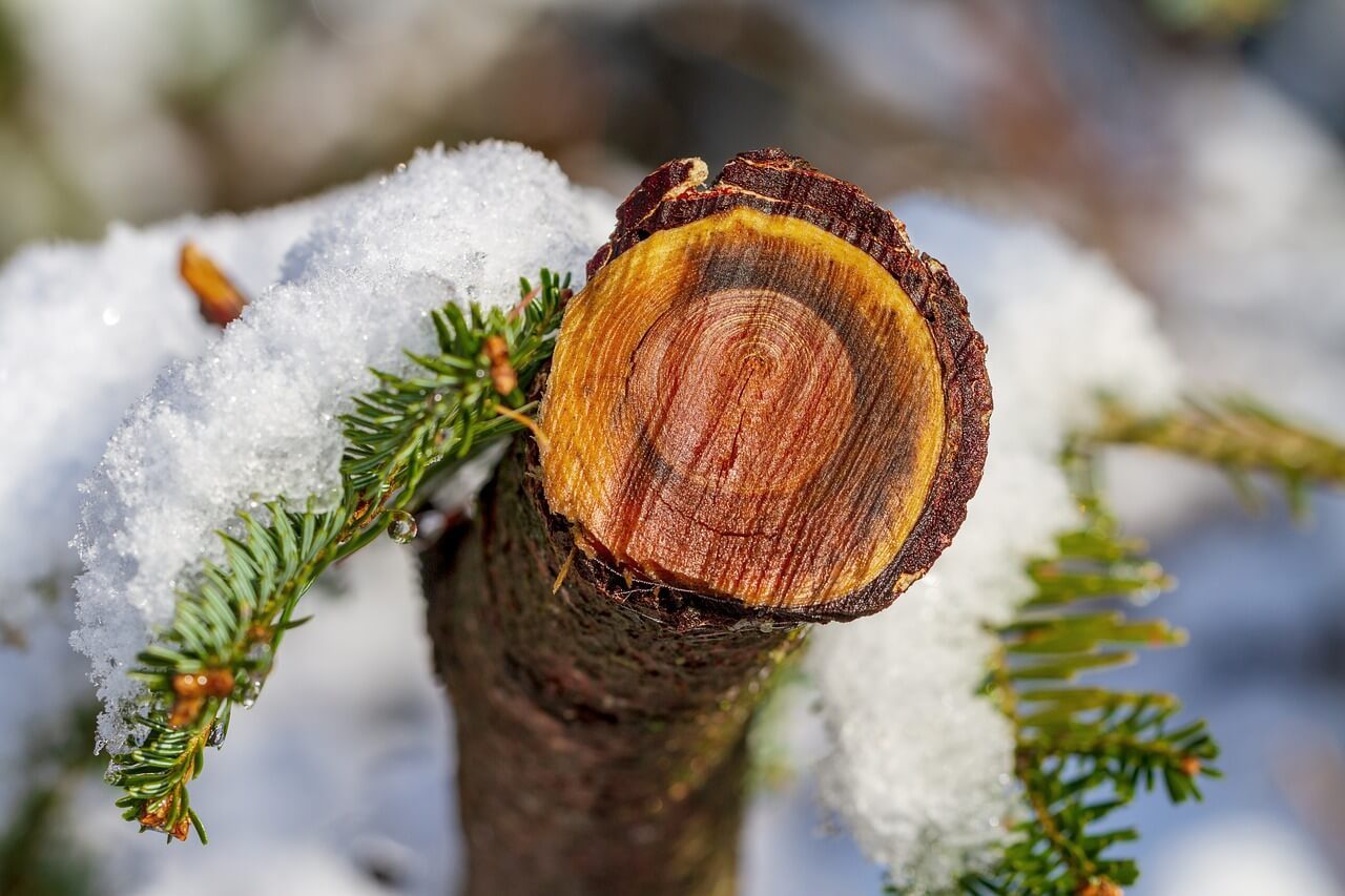 yule-logs-of-all-kinds-for-the-holidays-ep-henry